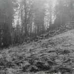 Stone wall with trees; initial survey of a possible shelter; 1959.