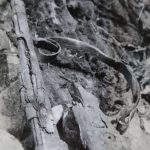 The Mauser 98K German gun found in site no. 2 in May 1965.