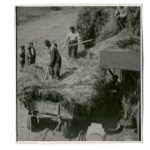 Žně v Temechově u Želivi, 1951. Původně temechovský statek patřil želivskému klášteru; po jeho záboru zde vznikl státní statek s vepřínem. ABS, Historický fond Státní bezpečnosti (H), arch. č. H-394.